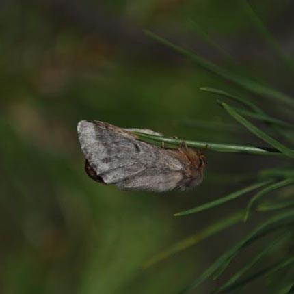 papillon_chenille_processionnaire_du_pin