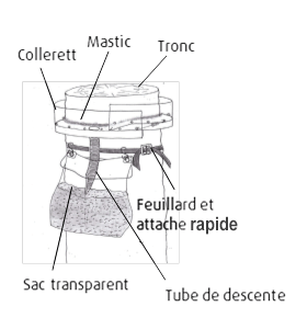 schema collier ecopiege chenille processionnaire