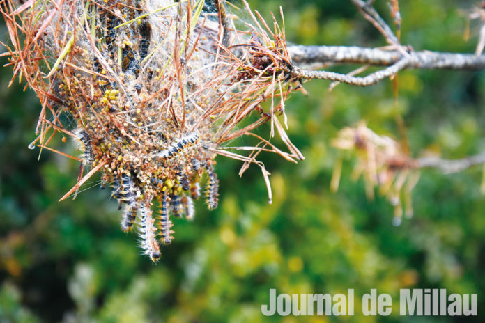 Les conseils de l’ARS pour se protéger des chenilles processionnaires