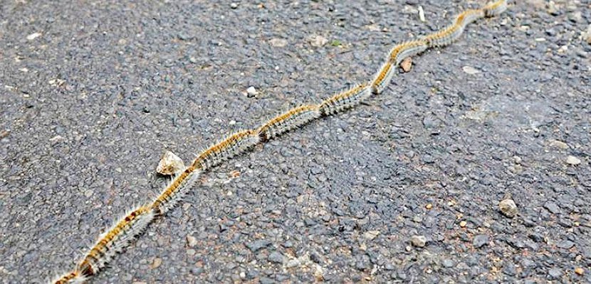 Manche : une commune prend un arrêté municipal contre la chenille processionnaire du pin 