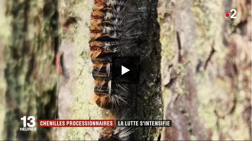 Reportage au journal de 13h de France 2 sur la chenille processionnaire 