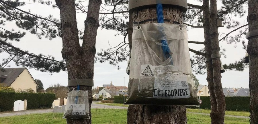 Ecopiège chenilles du pin - Piège à processionnaires du pin