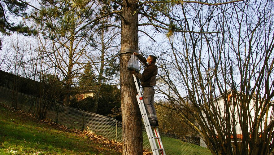 Des pièges pour capturer les chenilles processionnaires