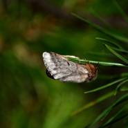 Ecopiege femelle sur aiguilles